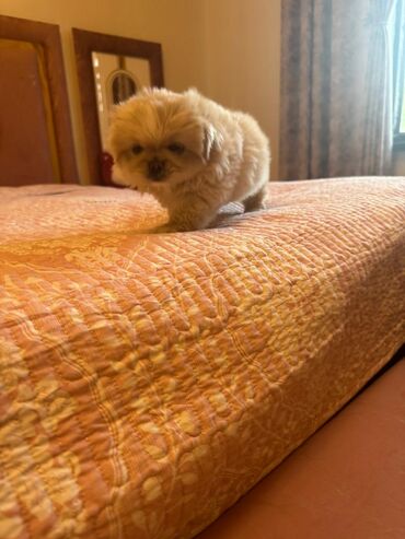 pitbull balası: Pekines, 1 ay, Dişi