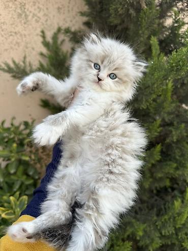 Pişiklər: Şinşilla — 13