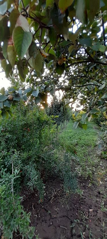 Həyət evləri və villaların satışı: 6 otaqlı, 270 kv. m, Yeni təmirli — 29