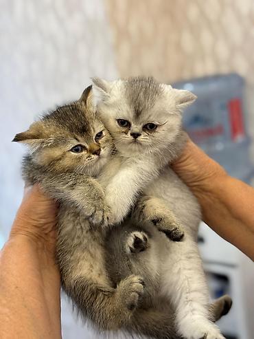 Pişiklər: Şotland yastı qulaq — 34