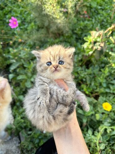 Pişiklər: Şotland, Erkək, Dişi, Yaxşı əllərə, Ünvandan götürmə, Pulsuz çatdırılma, Ödənişli çatdırılma — 19