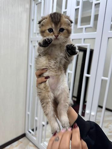 Кошки: Шотландская вислоухая — 2