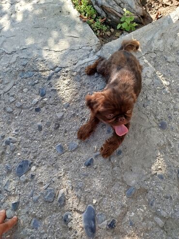 İtlər: Pekines, 6 ay, Erkek — 4