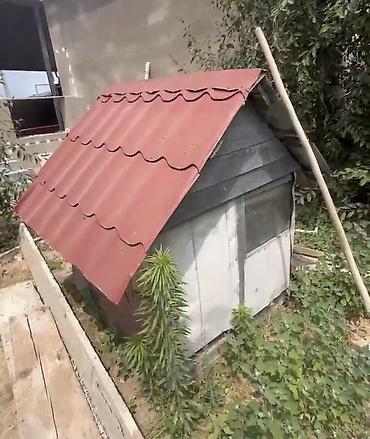it yuvasi satilir: İt evi – taxta konstruksiya, iki girişli - Material: qalın taxta — 3
