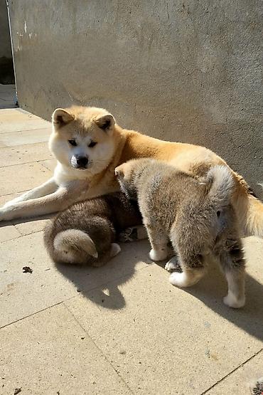 İtlər: Akita-inu — 8