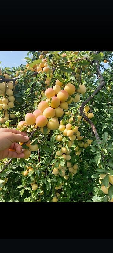 Tinglər: Goyce ve birinci sort turk eriyi tinglerine xususi endirimlerimiz var — 8