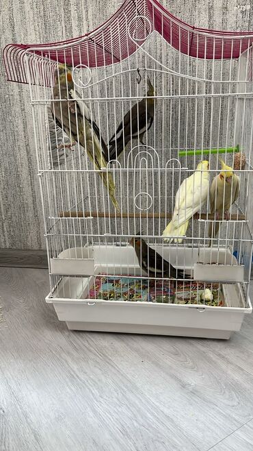 Digər kənd təsərrüfatı heyvanları: Karella - Qəfəs: ağ metal karkaslı, iki mərtəbəli hündür — 3