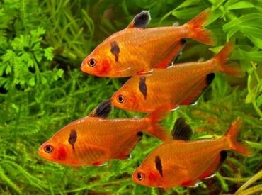 Balıqlar: Tetra balığı, Sülhsevər