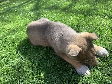 Продажа собак: Лайка, 3 месяца, Самец — 16