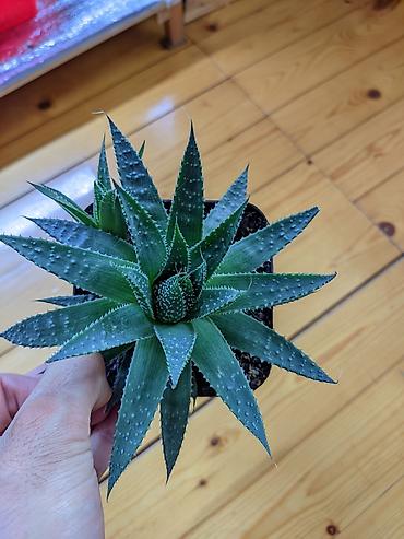 otaq bitkiləri: Aloe Aristata. Tam sağlam, problemsiz. Baxımı çox sadə. Torpaq — 1