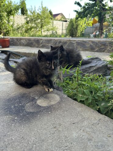 продам котят: 2 айлык, Эркек