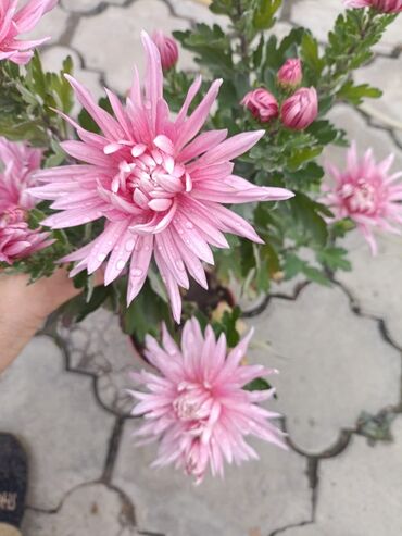 продам излишки клематисы: Горчешная хризантема! Большой выбор цветов оптом и в розницу