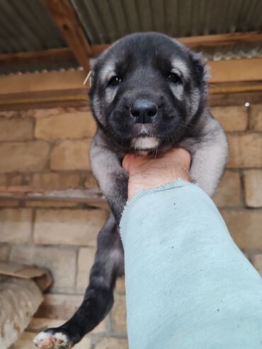 İtlər: Kanqal — 2