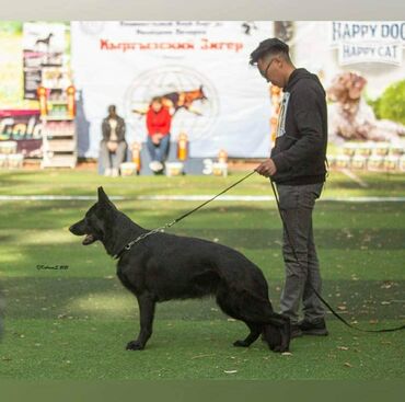 Собаки: Предлагаются к продаже щенки немецкой овчарки с отличной родословной