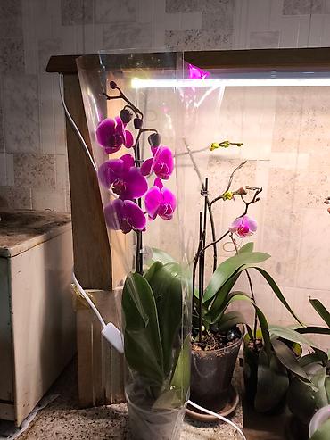 Другие товары для дома и сада: ОРХИДЕЯ ОРХИДЕЯ и ОРХИДЕЯ самое красивое и постоянно цветущий — 7