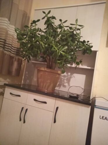 Денежное дерево: Продаю комнатные цветы для офиса