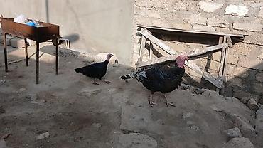 yem uyden: Məhsul: Hind quşları (cüt) Unvan:Zabrat2 - Növ: Evdə bəslənən hind — 2