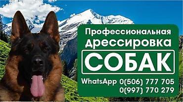 кой порода: Профессиональная дрессировка собак - Индивидуальные тренировки для — 1