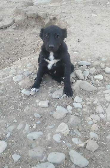 itlərin satşı: 1 ay, Dişi — 1