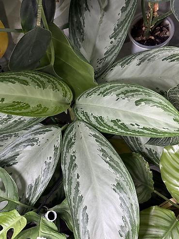 Другие комнатные растения: Добрый день! В продаже комнатные растения: Сингониумы - конфетти — 29