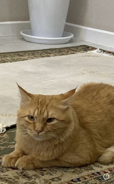 сколько стоит кошка породы мейн кун: Пропала : Мейн-кун, Мальчик, Рыжий