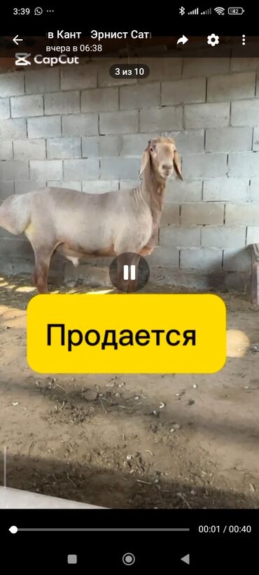 купить рабочую охотничью собаку: Сатам | Козу, Кочкор (эркек) | Арашан | Көбөйтүү үчүн | Асыл тукумдуу, Жасалма жол менен боозутуу