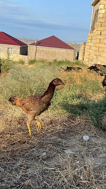 quş bazarı: Heyvanlar Balakən-Zaqatala bölgəsində tanınmış xoruzbazın — 8
