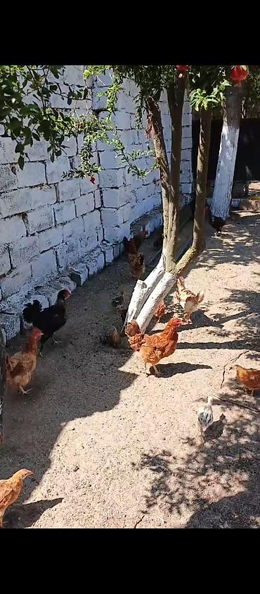 brama toyuqları: Yumurtlayan Kend Toyugları Hamısı Toyuğ altınan Cıxıb 10 eded Toyug — 1
