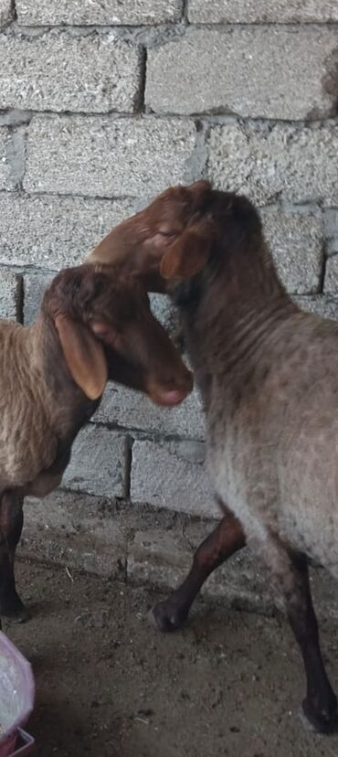 erkek quzular: Cins qoçlar satılır, damazlıq və ya kəsimlik,əkiz və erkəy balalar