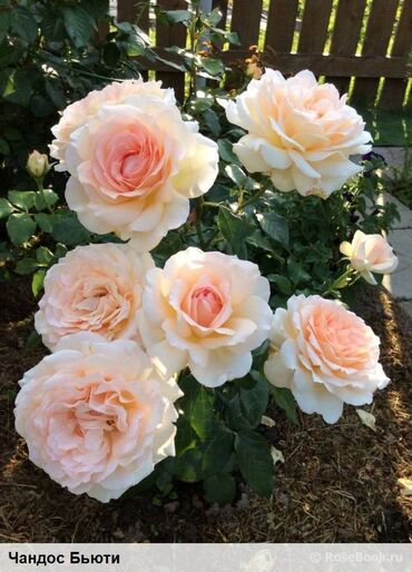 Садовые цветы и кустарники: Саженцы цветка: Розы, Бесплатная доставка, Самовывоз — 28