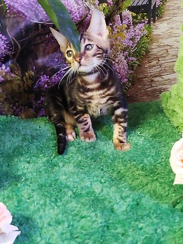 Продажа кошек: Бенгальская, 2 месяца, Мальчик, Черный, Приучена к лотку, Проглистована, С документами — 6