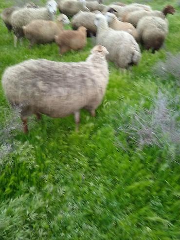 Qoyunlar, qoçlar: Dişi, il: 1, Damazlıq, Ünvandan götürmə — 11
