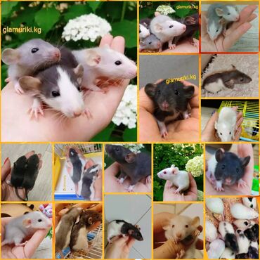 Крысы: Породистые Декоративные крыски Дамбо, все расцветки в наличии