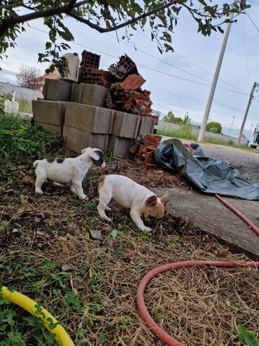 Psi: Štenci francuskog buldoga, oštenjeni 28.07, čekaju svoje nove na lalafo.rs — 4 Psi: Štenci francuskog buldoga, oštenjeni 28.07, čekaju svoje nove — 4