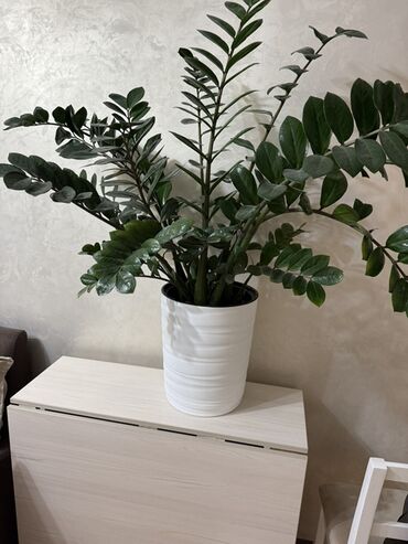 лимон комнатный купить: Высота 85 см -90 см 
С горшком самовывоз