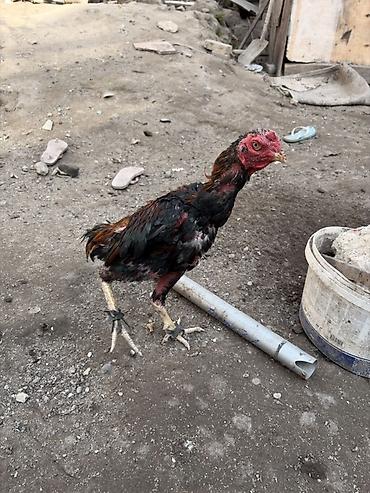 Xoruz, Heyratı, il: <1, Ünvandan götürmə, Ödənişli çatdırılma, Pulsuz çatdırılma lalafo.az -da Xoruz, Heyratı, il: <1, Ünvandan götürmə, Ödənişli çatdırılma, Pulsuz çatdırılma