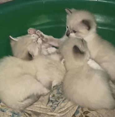 кошка сиамская: Сиамские Котята только в хорошие руки!!! 3 самца, 1 самка. Возраст — 3