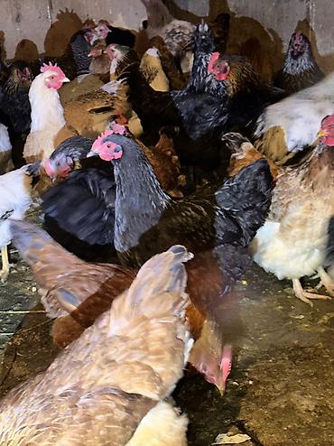 Куры, петухи: Продаю | Куры, Петух | Домашняя | На забой, Для разведения, Несушки — 4