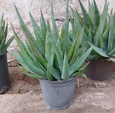 алоэ пайдасы: Aloe vera (sukkulent) – dibçək bitkisi - Növ: Aloe vera (Aloe — 1