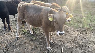 Коровы, быки: Продаю | Бык (самец) | На откорм — 15