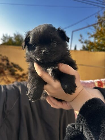 İtlər: Şpitz — 7