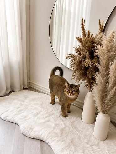 🐾 Cütləşmə üçün dişi pişik axtarılır 🐾 lalafo.az -da 🐾 Cütləşmə üçün dişi pişik axtarılır 🐾