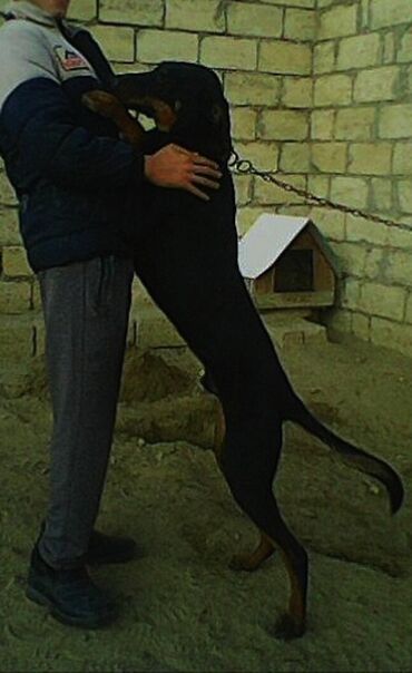 İtlər: Doberman, 9 ay, Erkek — 7