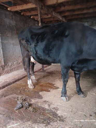 гидропонный корм: Продаю | Корова (самка) | Полукровка | Для молока | Стельные