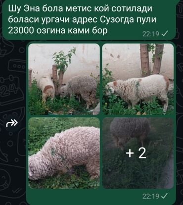 лошадь лошадь: Бараны, овцы