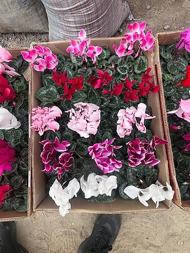 Садовые цветы и кустарники: Рассада цветка — 7