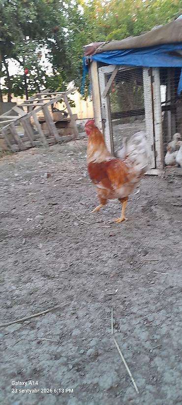 Xoruzlar: Salam aleykum Lohman braun Xoruzu satılır 5aylığ təmiz qan sağlam — 1