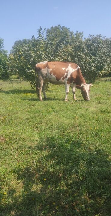simmental inək satılır: Salam alekum simental inəkdir yemsiz 10 litr süd verir balası 5