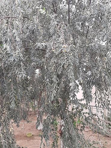 iyde agaci: Salam.Əlairişirin iydə ağacları.Öz bağımdan.Ünvan Bilgəh.1ədəd 15 — 3
