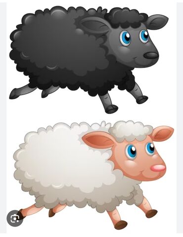 Бараны, овцы: Продаю | Баран (самец) | Гиссарская, Арашан | На забой